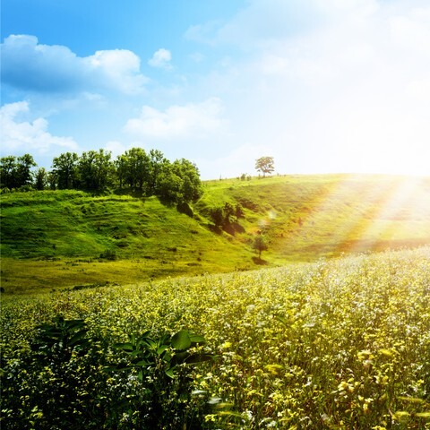 Bright summer afternoon - natural backgrounds